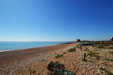 Oyster, Fisherman's Beach, Hythe, Kent